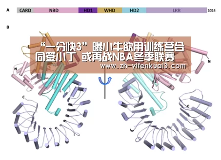 “一分快3”曝小牛欲用训练营合同签小丁 或再战NBA冬季联赛